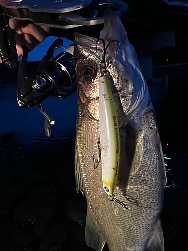 シーバスの釣果