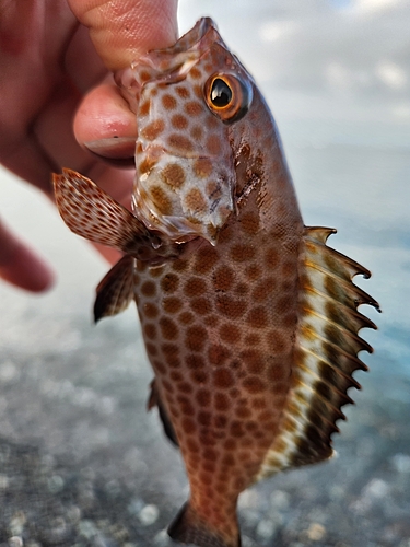 オオモンハタの釣果