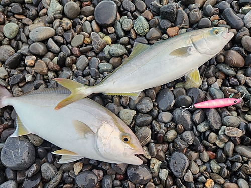 ワカシの釣果