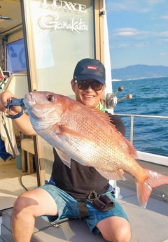 マダイの釣果