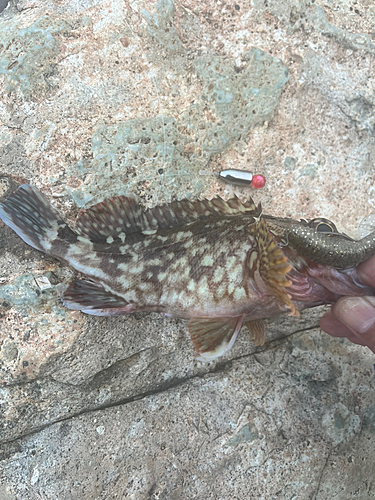 アラカブの釣果