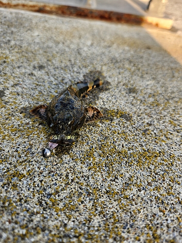 カジカの釣果