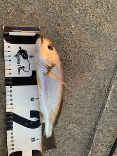 イシモチの釣果