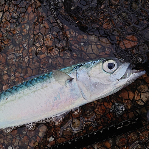 サバの釣果