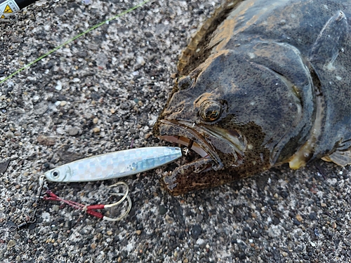 ヒラメの釣果