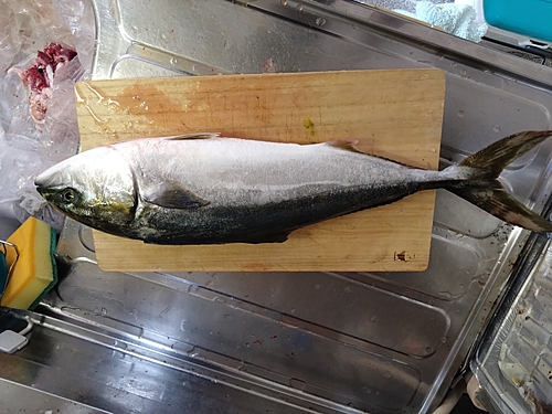 ハマチの釣果