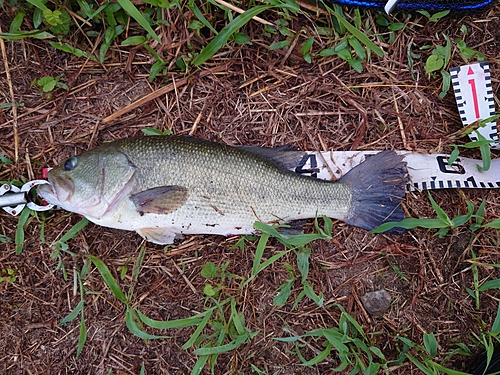 ブラックバスの釣果