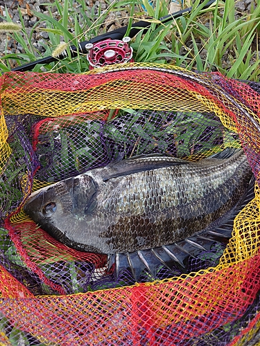 チヌの釣果