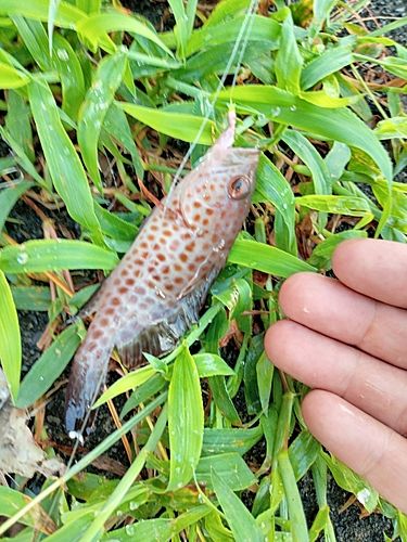 オオモンハタの釣果