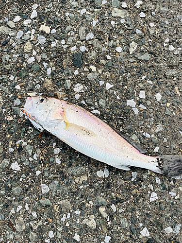 シログチの釣果