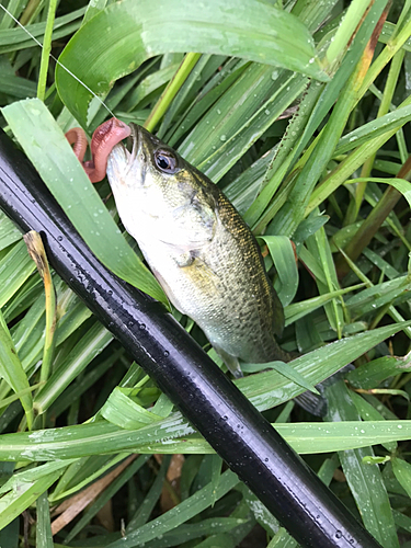 ラージマウスバスの釣果