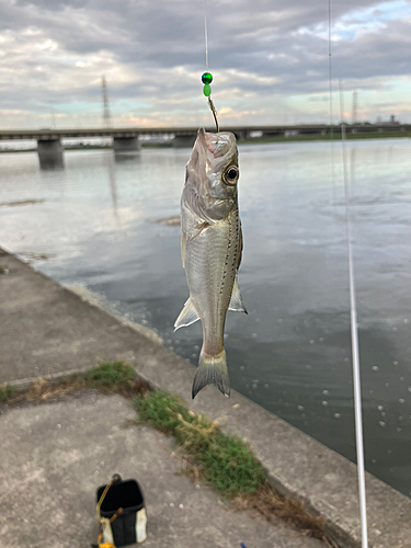 セイゴ（マルスズキ）の釣果