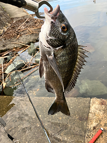 クロダイの釣果