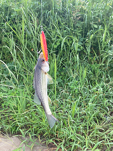 セイゴ（タイリクスズキ）の釣果