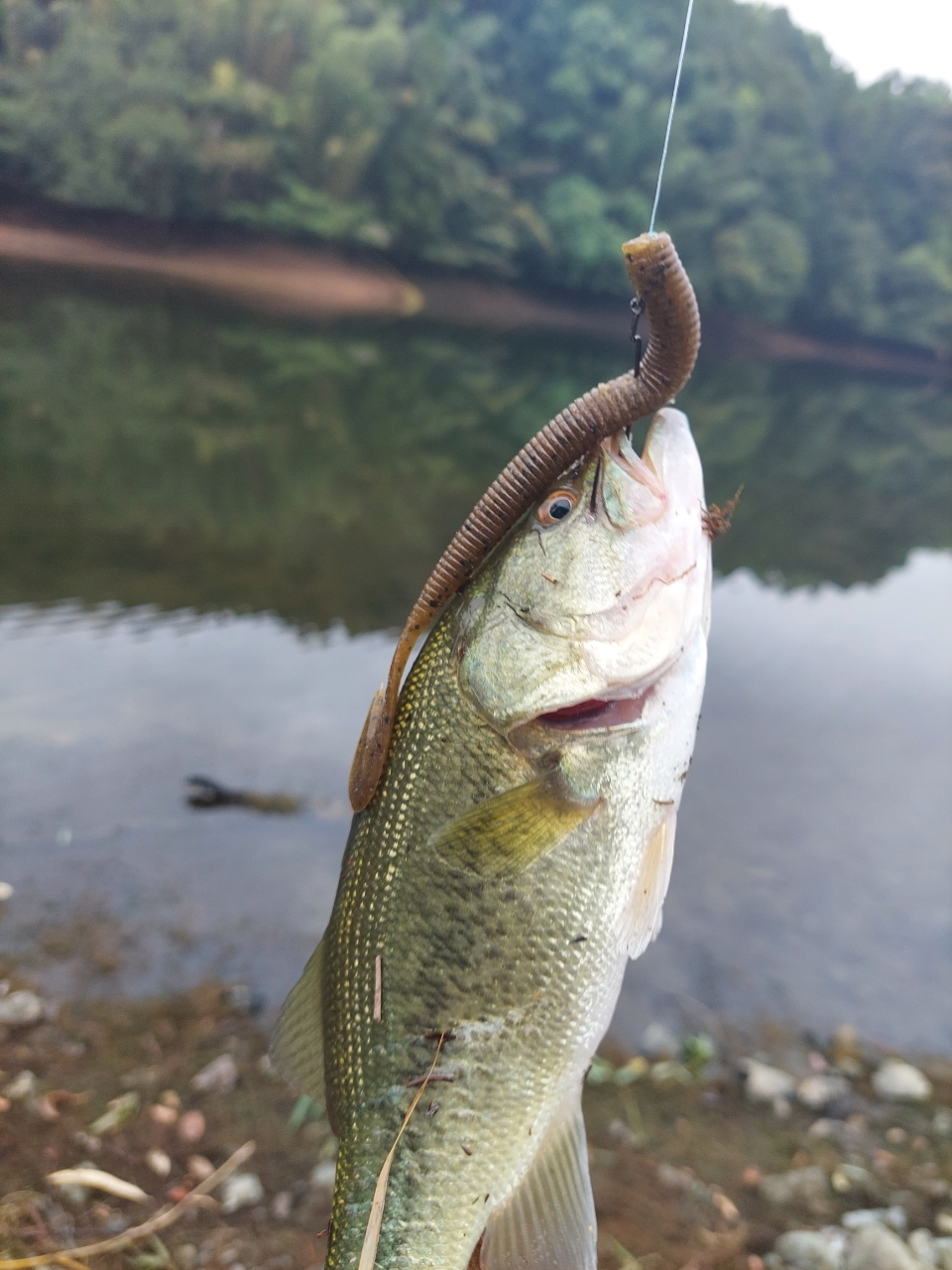 ブラックバス