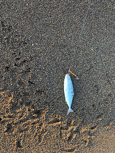 ワカシの釣果