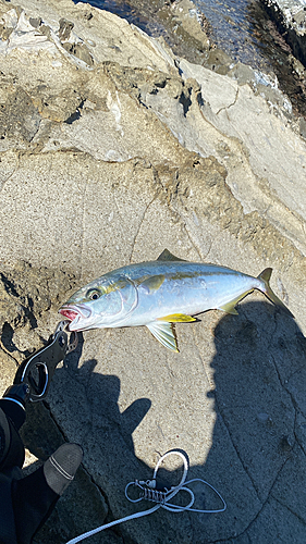 ヒラマサの釣果