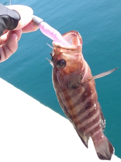 ヤミハタの釣果