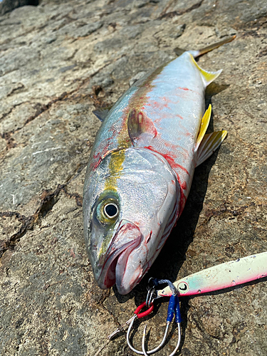 ヒラマサの釣果