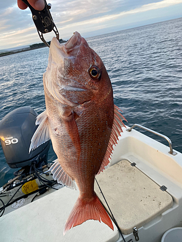 マダイの釣果