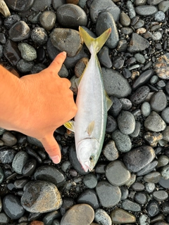 ワカシの釣果