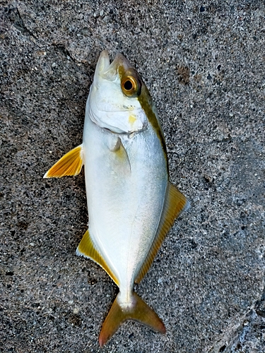 ショゴの釣果