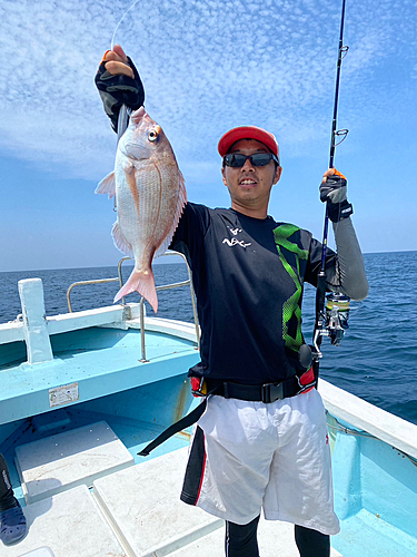 マダイの釣果