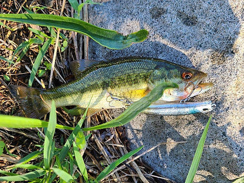 ラージマウスバスの釣果