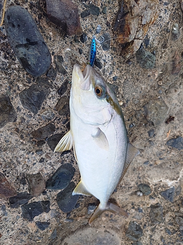 シオの釣果