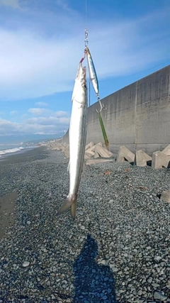 カマスの釣果