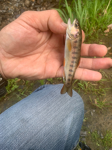 ヤマメの釣果