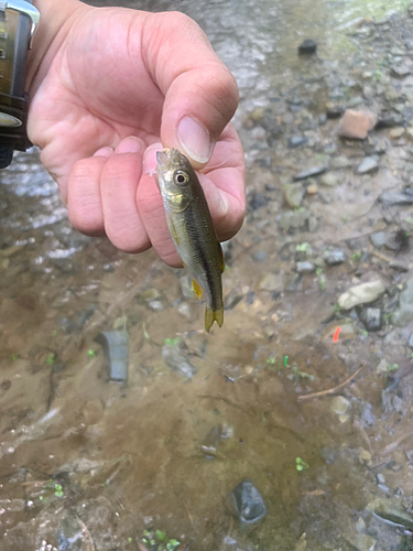 カワムツの釣果