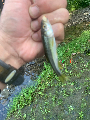 カワムツの釣果