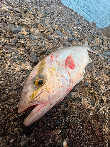 ショゴの釣果