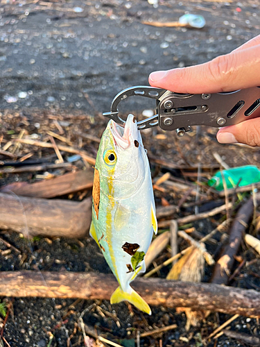 ワカシの釣果