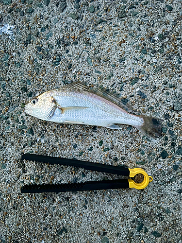 イシモチの釣果