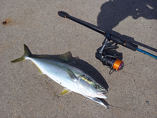 イナダの釣果