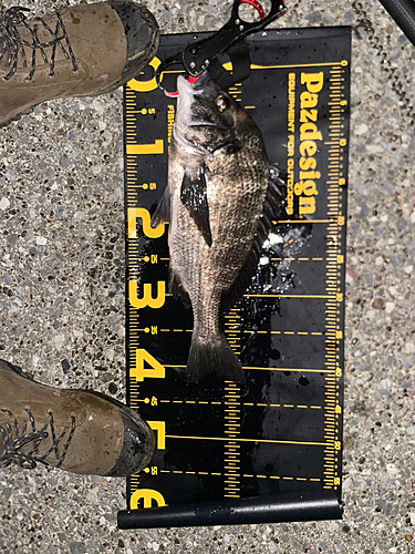 クロダイの釣果