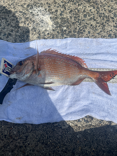 マダイの釣果