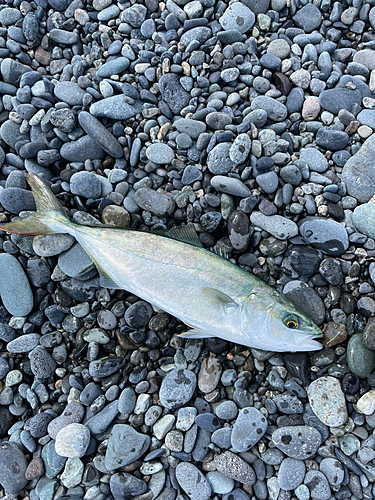 ワカシの釣果