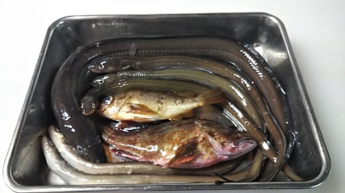 アナゴの釣果