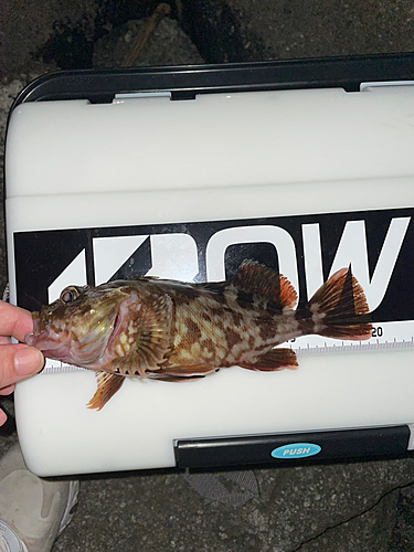 カサゴの釣果