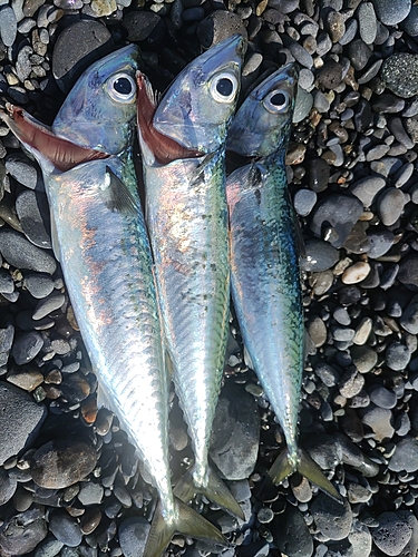 サバの釣果