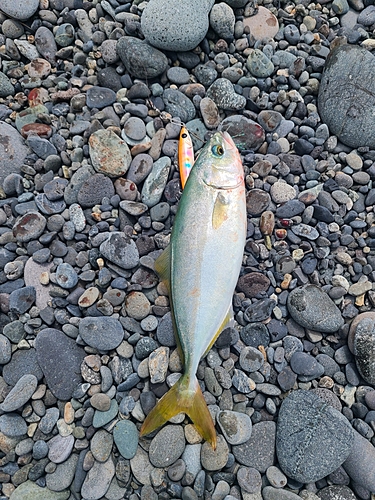 ワカシの釣果