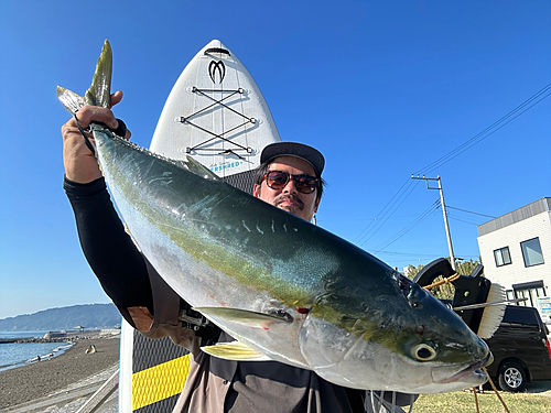 ブリの釣果