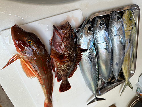 マルソウダの釣果