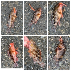 ガシラの釣果