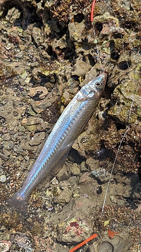 シロギスの釣果