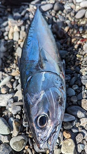 ソウダガツオの釣果