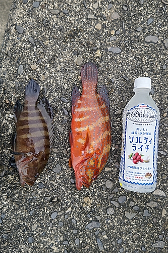 マハタの釣果